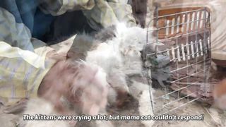 The Mother Cat Was Struggling For Survive And Kitten's Cry for Help. A miracle happened