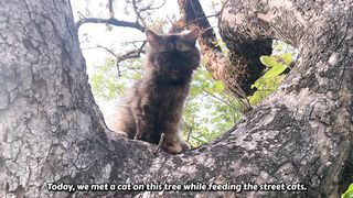 This Beautiful Tiny Kitten Lives Wandering And Uses Earth Burrow As Shelter.
