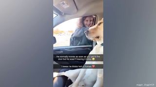 I Swear My Dog Thinks He’ A Human ???? Funny Dog and Human