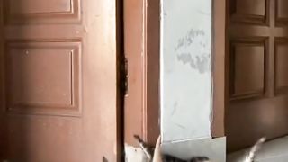 Little cats