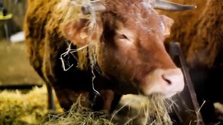 Sounds of wildlife animals, familiar animals: cats, dogs, horses, Elephants, cows, - Part 1