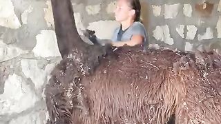Llama shearing in