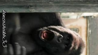 Funny animated movie animals