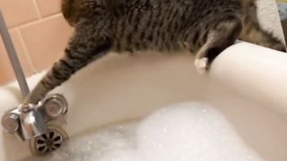 Cat humorous moment video