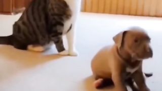 Funny Cat Vs Dog Viral Video 17