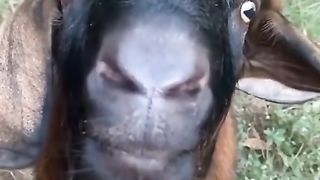 The preman goat
