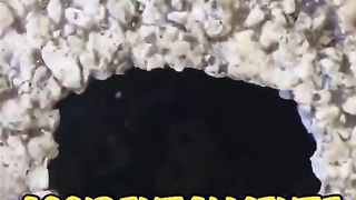 Gato heroe salba las llaves