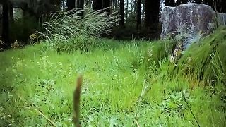 Beautiful nature music