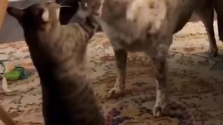 Funny tiktok animals in 2021