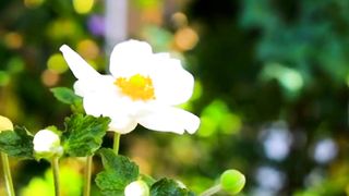 Nature Video | Beautiful Video |Nature Relaxing | 4K Nature Video Ultra HD | #nature #febspot