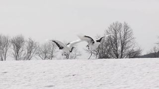 Courtship stork dance / tarian bangau
