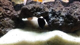 Black Ghost fish
