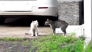 Fighting cats