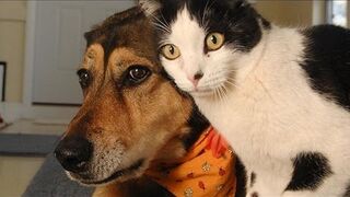 Funny animals - Funny cats / dogs