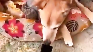 Dog took in abandoned kittens
