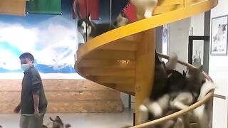 Dogs running
