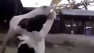 Самостоятельный телёнок