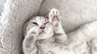 Cute sleepy kitten meows and sneezes