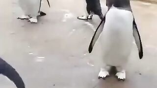 Прыгающий пингвин