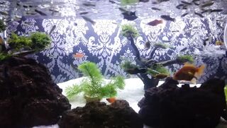 Aquascape,