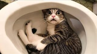 Funny Cats and Dogs