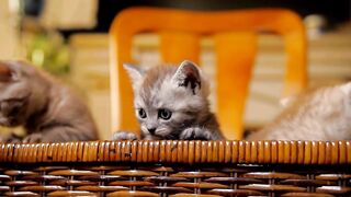 Why Doesn't My New Kitten Eat?