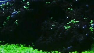 Aquascape carpetseed