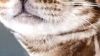 Jerapah senyum kucing