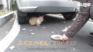 Kucing Mengantar Makanan Setiap Hari (Cerita Sebenarnya)
