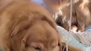 Dog in a sad mood