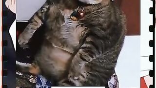 Kucing pemalas jadi obesitas