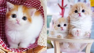 Cute Cats Baby and Funny Cat Videos