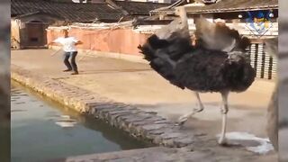 Funny animal attack.99% try hard not to laugh