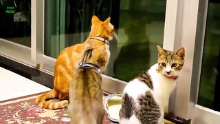 Kucing lucu dan anjing
