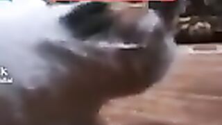 سحر في بطن قط