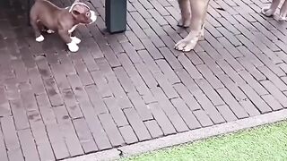 Try Not To Laugh Amazing ... funny cute baby dog ... funniest animals ...