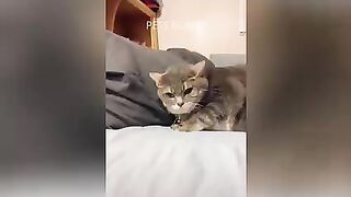 Funny Dogs And Cats Reaction - Funniest Pets Video 2020 | Pets Island