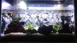 Aquascape full fish