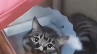 Kucing gabut