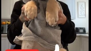 New Dog 2022 | Dog Videos Tiktok