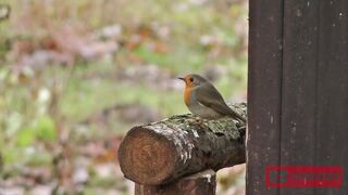 Robin Birds Is So Cute