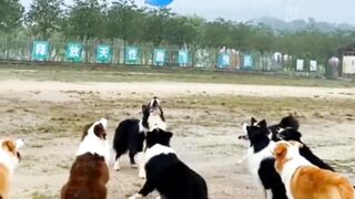 New Dog 2022 | Dog Videos Tiktok