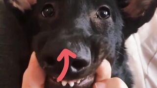 New Dog 2022 | Dog Videos Tiktok