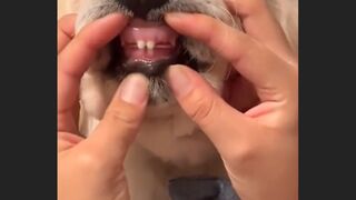 New Dog Videos| Funny Dogs 2022