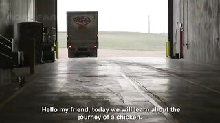 How Poultry Farm Make Million Eggs and Meat