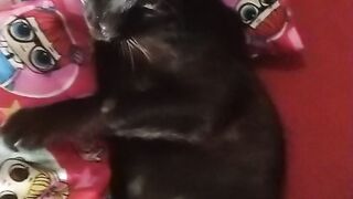 My Black Cat