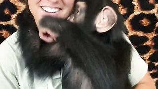 baby Chimpanzee