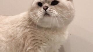 New Cat 2022 | Cat Videos | Cat funny 2022