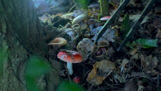 Autumn is the home of nuts, chinese chestnut is sweet_ Liziqi channel