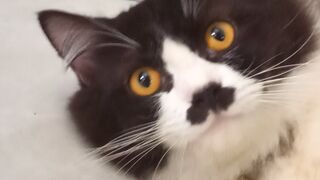Kucing beranak